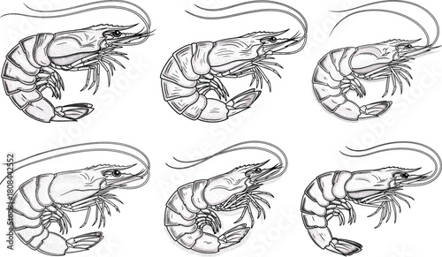 Engraved shrimp icon set in vintage seafood illustration style with detailed shell segments and curved body patterns