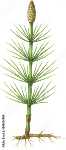Horsetail plant structure, detailed botanical drawing, watercolor style