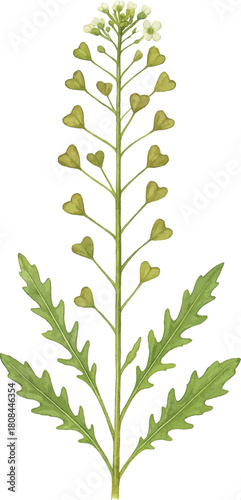 Shepherd’s purse plant with seed pods, botanical drawing, watercolor style