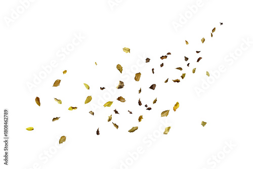 Photos Scattered dry leaves blowing across a white background, creating a natural autum