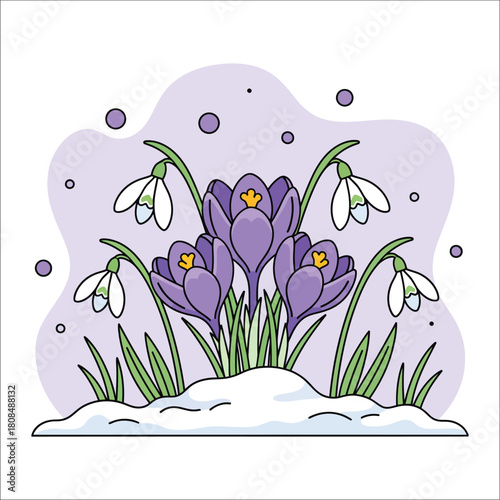 Crocus and snowdrop flowers emerging from snow in spring blooming