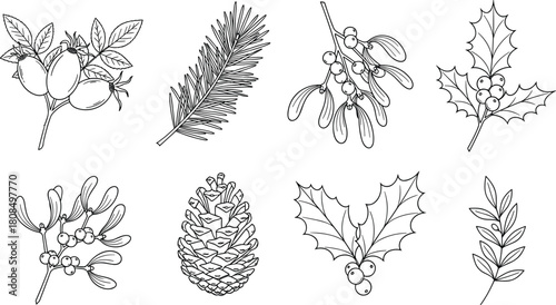 Hand drawn Christmas botanical elements, holly, mistletoe, pinecone, winter vector illustration, black and white line art for holiday floral design.
