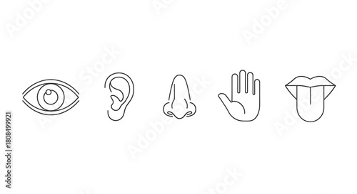 Minimalist line art illustration depicting the five human senses in black and white