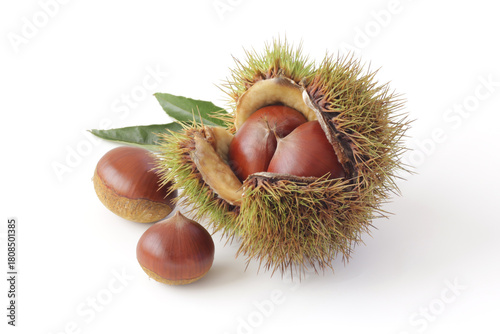 白背景の毬栗