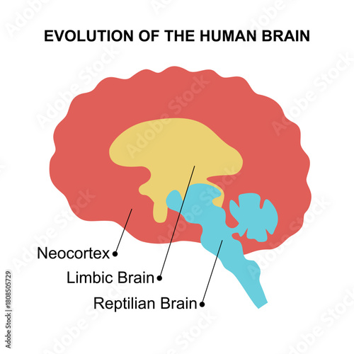 Human brain evolution, neocortex, limbic brain, reptilian brain. Sensory perception, emotions, and survival instincts diagram schematic vector illustration. Medical science educational illustration