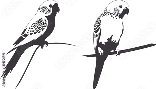 black and white bird