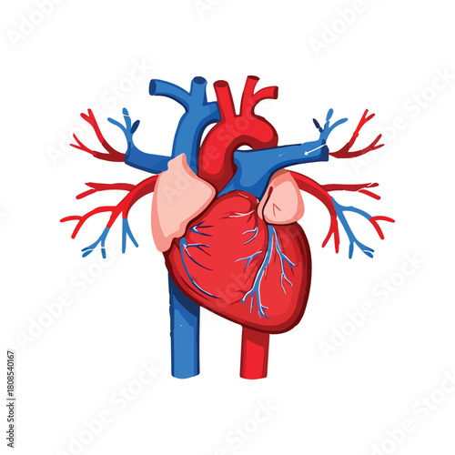 Human Heart Anatomy Graphic Illustration for Medical and Educational Purposes