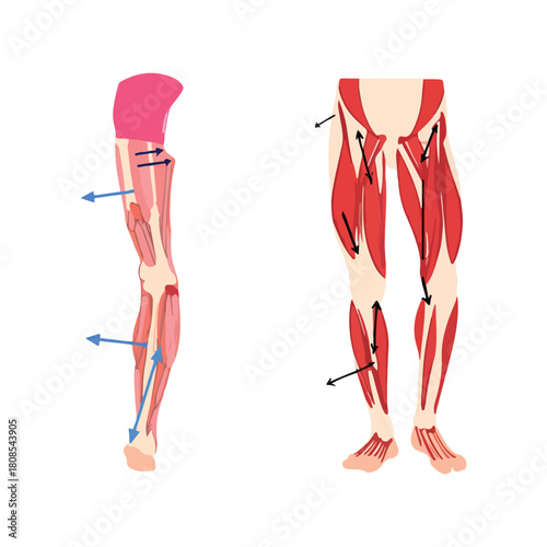 Human Leg Muscles Anatomical Illustration with Arrows Depicting Muscle Movement