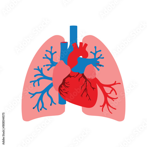 Illustration of human heart and lungs for medical infographic design