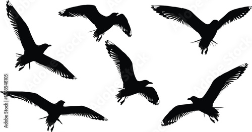Black seagull silhouettes, vector illustration set of flying seabirds isolated on white, soaring avian shapes for nature, marine, and ocean design conceptsBlack seagull silhouettes,