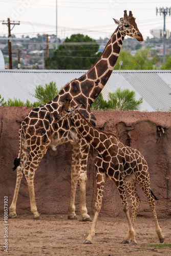 baby giraffe and mom