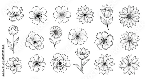 Collection of hand-drawn black and white floral illustrations on a white background.
