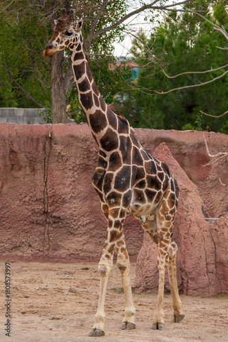 giraffe in the zoo