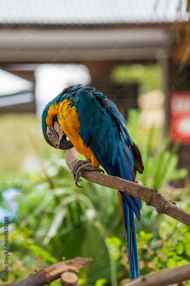 Fototapeta premium blue and yellow macaw