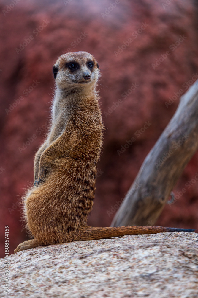 Fototapeta premium meerkat on guard
