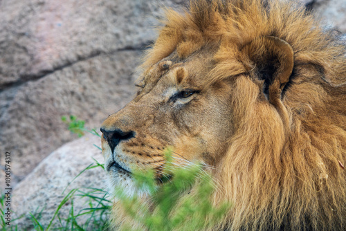 lion