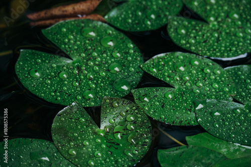 Lush fresh green water lily leaves background