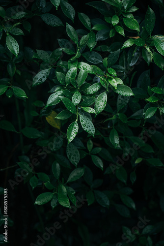 fresh green tropical leaves bush dark background
