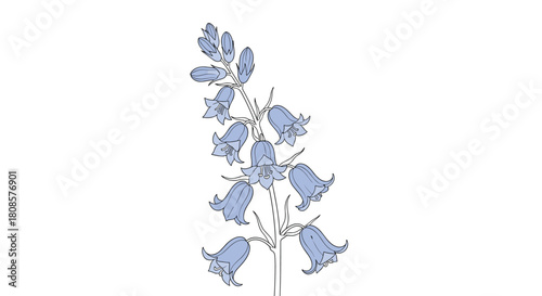 A delicate illustration of a bluebell flower stem with multiple bell-shaped flowers and buds.