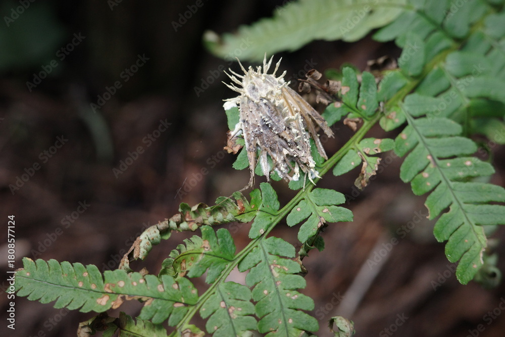 Naklejka premium 冬虫夏草菌に感染した昆虫の死骸
