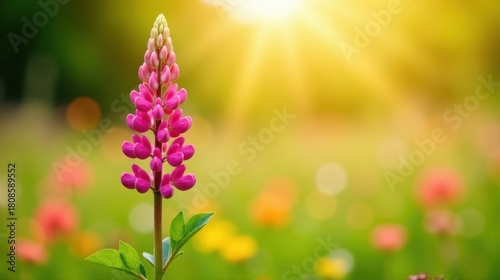 Vibrant Pink Flower in a Sunny Meadow, a Delicate Bloom Basking in the Golden Light of a Serene Day