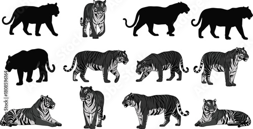 Tiger silhouette vector, wild animal clipart, big cat poses, jungle predator icons, black tiger illustration, editable wildlife design elements