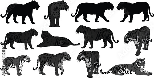 Tiger silhouette vector, detailed tiger clipart, wild animal poses, jungle predator illustration, black and white tiger artwork, editable design