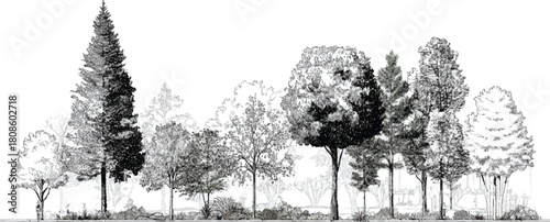 Black and white sketch of diverse trees and foliage against a white background forest nature
