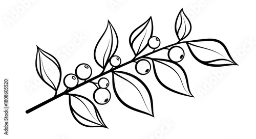 Simple monochrome botanical line art illustration of a berry branch with leaves and round berries