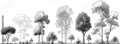 Minimal Style CAD Tree Line Drawings, set of graphics trees elements outline symbol, vector illustration outline symbol for landscape design