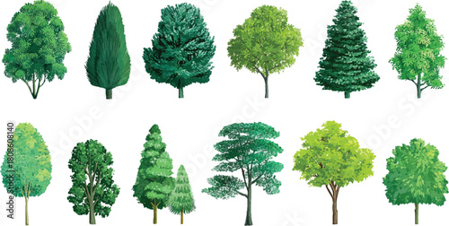 Collection of diverse green trees with varied shapes and textures on white background nature plant