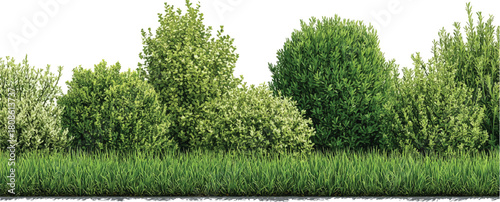 A row of lush green bushes and tall grass against a white background shrub foliage
