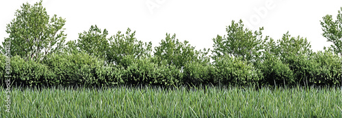 Lush green trees and tall grass border a white background foliage