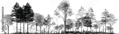 Diverse forest landscape with varied trees and foliage in grayscale nature