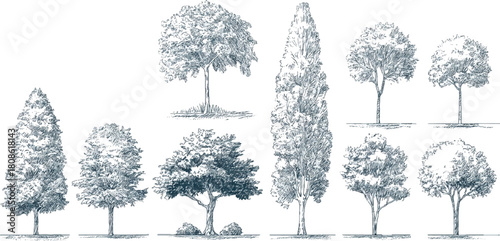 Minimal CAD Tree Line Drawing Vector Architectural Landscape Tree Elements Side View Outline Symbols Illustration Minimal CAD Tree Line Drawing Vector | Side View Tropical & Street Trees 