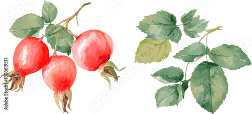 a set of rose hips with leaves and branches, watercolor clip art illustration isolated on a white background