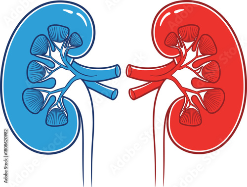 Human kidney anatomy illustration, red and blue renal organs, medical diagram clipart, internal structure vector, healthcare education graphic
