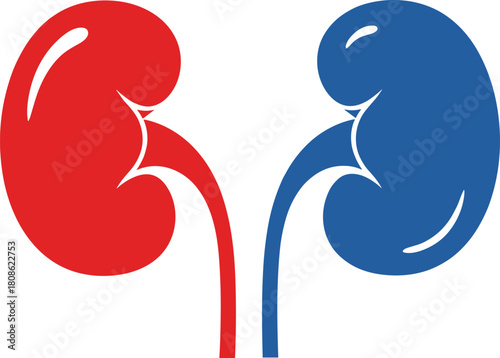 Red and blue kidney illustration, cartoon human organ clipart, medical anatomy icon, simplified renal system graphic, healthcare design