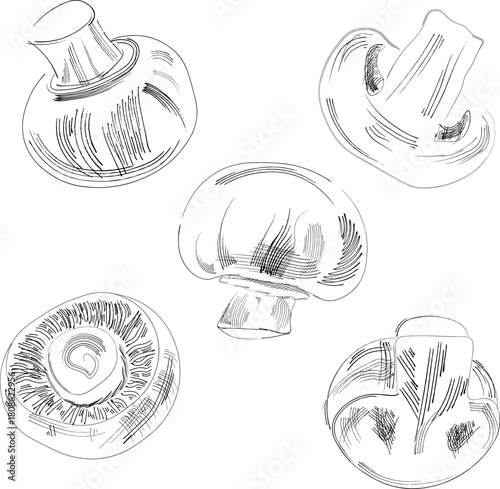 a set of champignons in the style of an engraving sketch. Cut champignon, top view, slice