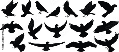 PrintSilhouette collection of various flying and perched birds, detailed black vector bird illustrations for nature, wildlife, artistic design, motion graphics, and creative projects