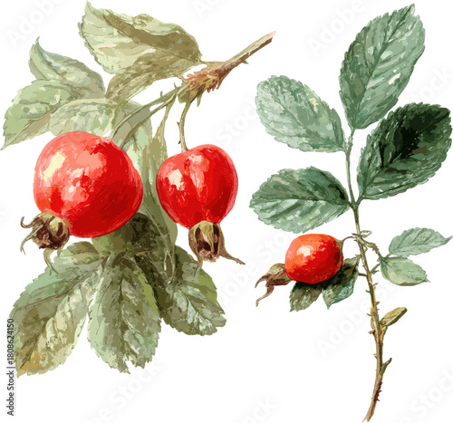 a set of watercolor clip art with rose ships and rose hip leaves isolated on a white background