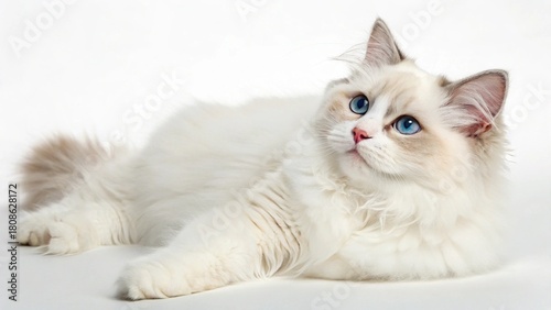 Adorable fluffy white Persian kitten with striking blue eyes sitting on a clean, isolated background