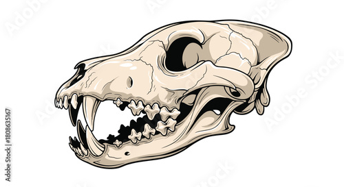 Detailed vector illustration of a canine skull, featuring prominent fangs and a strong jaw, depicted in a realistic yet stylized manner.
