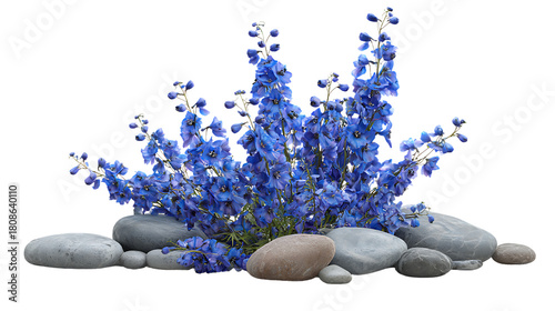 Vibrant blue delphinium flowers with smooth river stones, isolated on transparent background