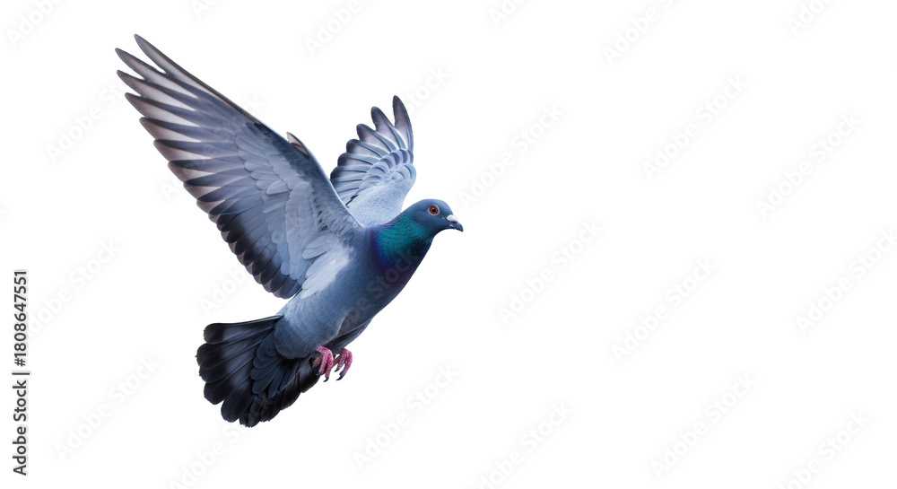 Fototapeta premium A powerful racing pigeon, iridescent blue-grey feathers, wings outstretched, soaring mid-flight against a blurred futuristic digital network background. Concept of swift communication, global reach