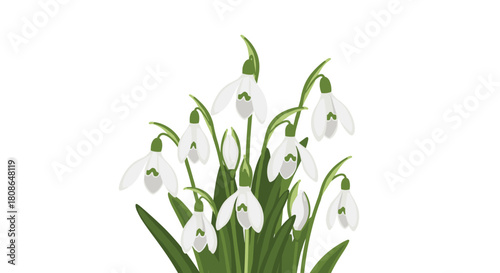 Delicate snowdrops herald spring's arrival bringing fresh hope and beauty, perfect for seasonal designs or greeting cards celebrating nature's rebirth