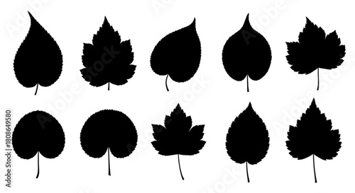 Leaf Silhouette Vector Illustration Showing Different Angles and Cuts in Minimal Botanical Style

