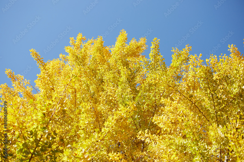 Fototapeta premium 秋の青空と黄色いイチョウの木の風景