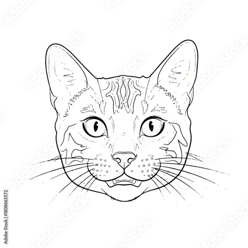 Detailed Outline of a Cat's Face A Striking Illustration Demonstrating Facial Features and Markings