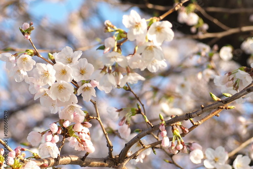 植物　夕方　花　風景